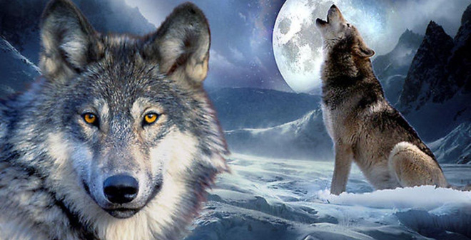 hinh-nen-cho-soi-wolf-dep-an-tuong-cho-may-tinh-03-1476261918668-82-0-735-1280-crop-1476261966175