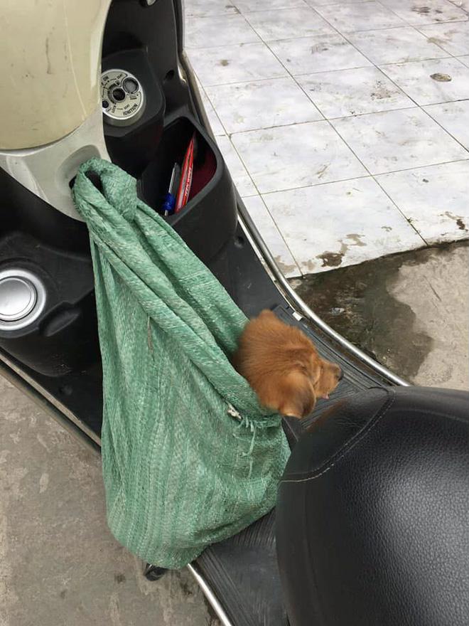 Đến khi bị treo lên xe chú cho vẫn ngoảnh mặt lại dõi theo cụ già 