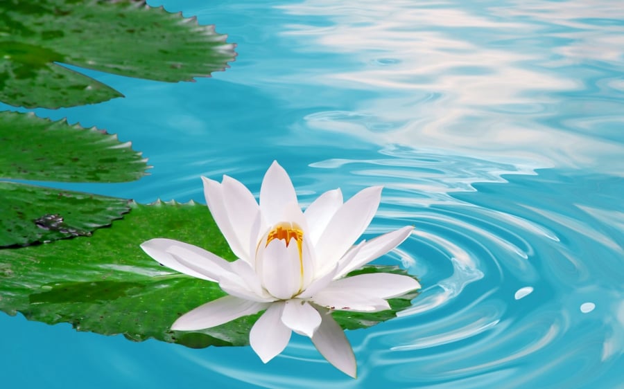 tro-ve-thuc-tai