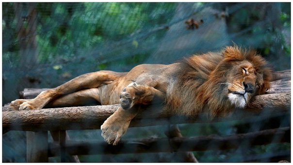 venezuela-animales-de-zoologic-jpg_604x0