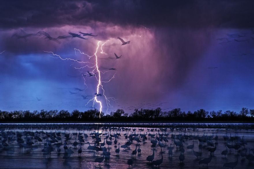 Bức này có tên là ”Sand Hill Cranes”  được chụp vào tháng 8 năm ngoái. Lúc đó, bầu trời đang sấm sét, có tới hàng ngàn con sếu trên mặt nước. Tổng cộng có 110 nhiếp ảnh gia tham gia cuộc thi, và bức ảnh này đã giành giải nhất.