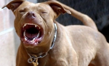 ha-noi-cho-pit-bull-nang-30kg-can-chu-nha-va-hang-xom-nhap-vien-211742
