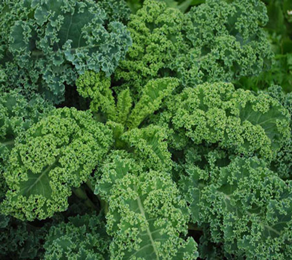 hat-giong-cai-xoan-kale-1