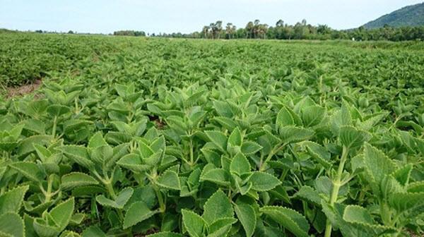 bi-ho-du-doi-khi-mang-bau-le-khanh-ap-dung-bai-thuoc-dan-gian-ai-ngo-khoi-dut-ngay-3-1529078746-324-width600height336