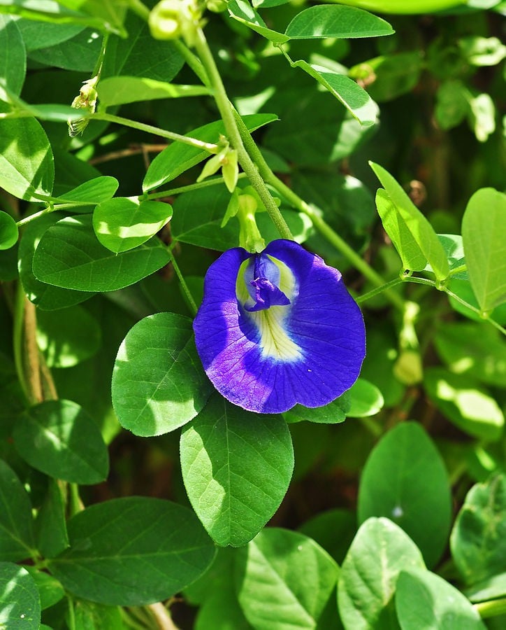 dau-biec-clitoria-ternatea-2-15305968755221591253564