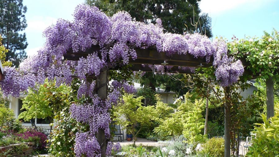 visteria_top