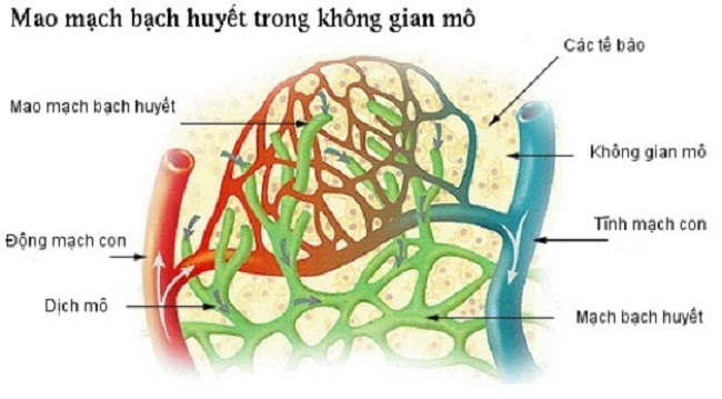 Giai-doc.2