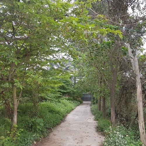 Nằm giữa cánh đồng, phía trước có vài nóc nhà thưa thớt, sau lưng là cả một bãi tha ma, nhưng dường như không gian sống của nghệ sĩ Giang còi thực sự trong lành và ấm áp bởi một màu xanh, dịu mát.