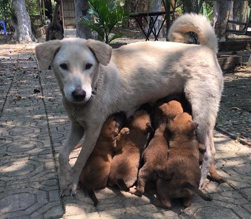 Những chú chó này đều được các con nghệ sĩ Giang còi đặt tên để nhận diện và gọi thân mật.