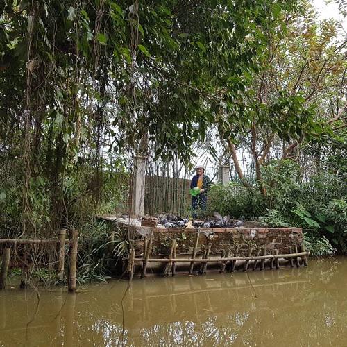 Với nghệ sĩ Giang còi, thích nhất là gọi lũ bồ câu xuống ăn và về tổ khi ánh chiều buông xuống.