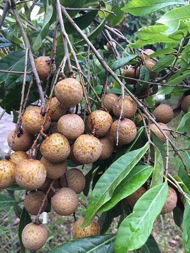 Khắp trong vườn đâu đâu cũng có hoa thơm, trái ngọt.