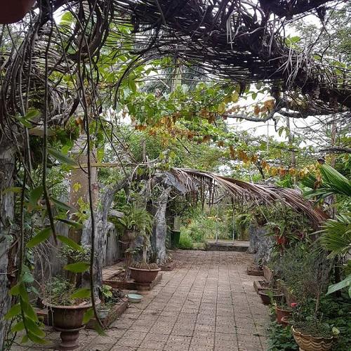 Không gian xanh, sạch được nghệ sĩ Giang còi tự tay trồng, tỉa, chăm sóc sau những giờ làm việc căng thẳng như một thú vui thư giãn hàng ngày, trừ những lúc đi diễn xa.