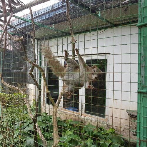 Những chú sóc tinh nghịch nhảy nhót khi có khách ghé chơi