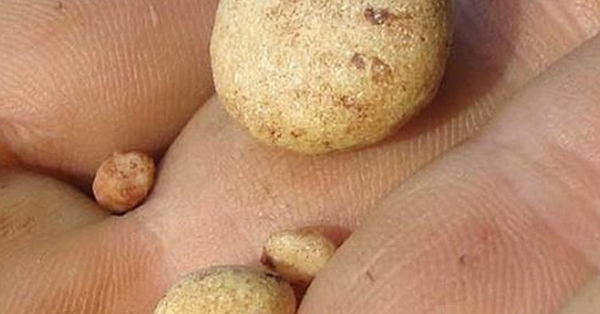 thumb-than-1