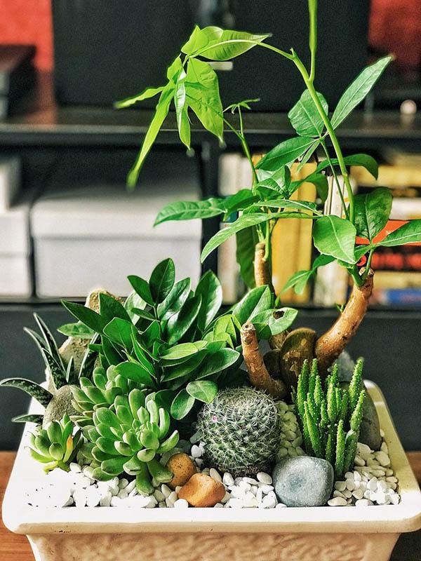 Chậu cảnh do cô tự thiết kế