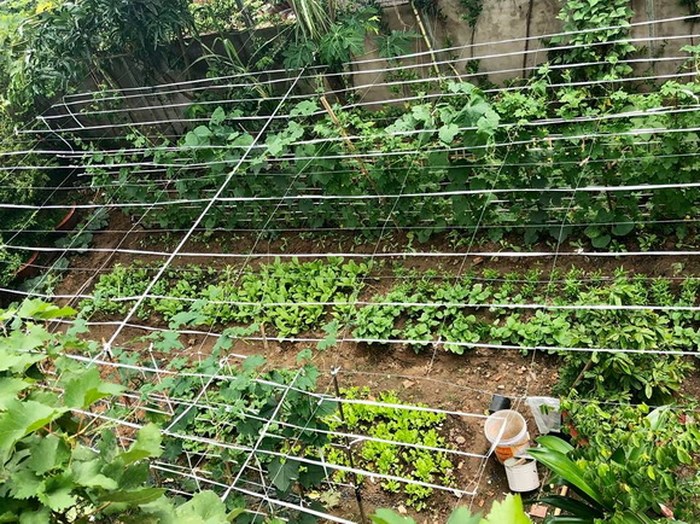 Vườn rau xanh 'nhìn là thèm' của vợ chồng Lê Tuấn Anh - Hồng Vân
