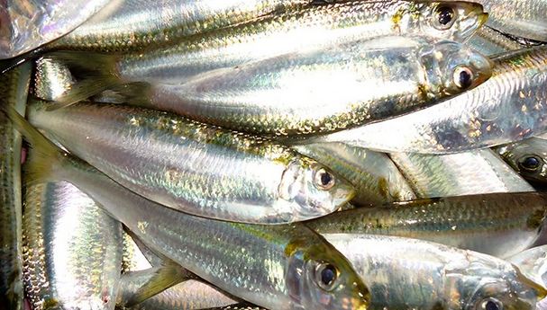Cá trích rất dồi dào chất béo omega 3 dồi dào, có ích trong việc phát triển não bộ và tăng cường trí nhớ cho bé , bảo vệ tim mạch cho cả 2 mẹ con. Hơn nữa, cá trích rất ít tanh, thịt trắng, ăn rất lành, ít mỡ nhưng lại béo thơm nên rất phù hợp với bà bầu trong suốt thai kỳ.