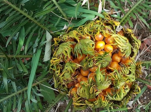 cay-ki-la-3
