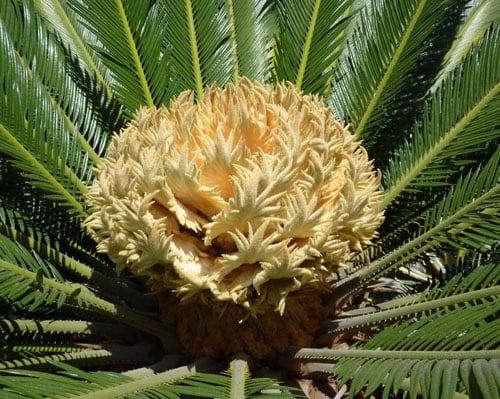 cay-ki-la-4