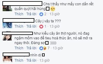 cay-ki-la-8