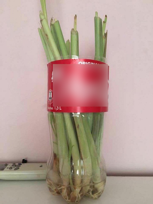 trong-sa-4
