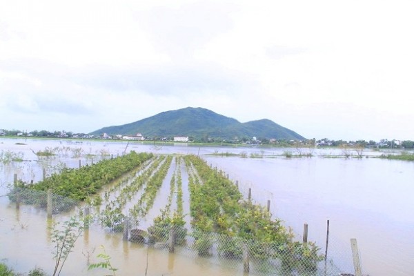 lu-o-binh-dinh-5