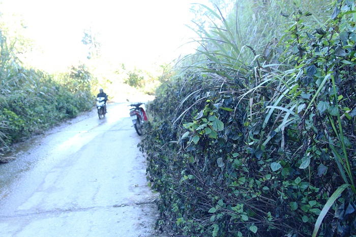 bang-tuyet-o-nghe-an-5