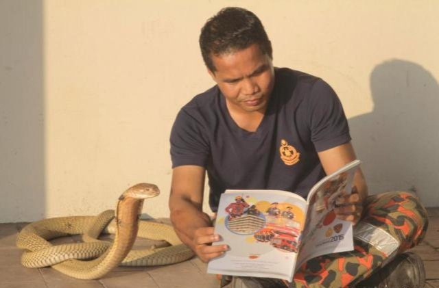 Anh Abu coi rắn hổ mang như thú cưng của mình