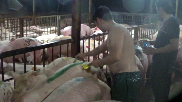 Một cảnh tiêm thuốc an thần cho heo tại lò mổ