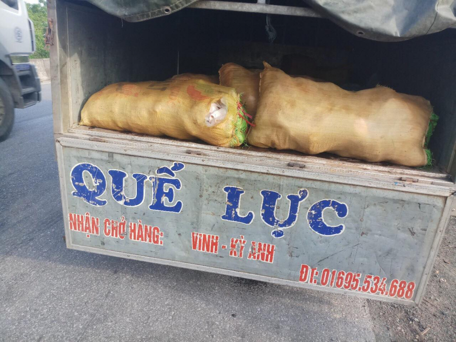 Trong các bao tải là những bao nilon đựng da lợn đông lạnh không rõ xuất xứ, nguồn gốc