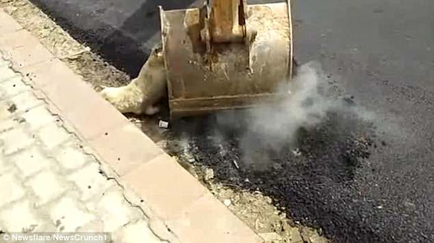 Sau đó, máy xúc được đưa tới để xúc xác chú chó xấu số đi