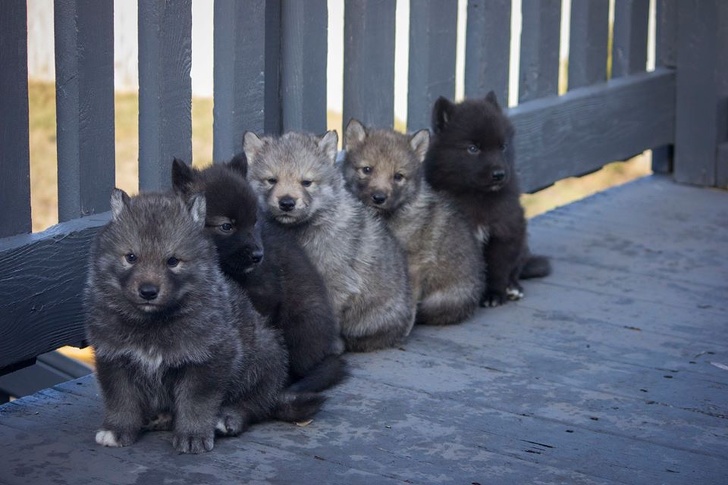 50% sói + 50% chó husky = 100% dễ thương  