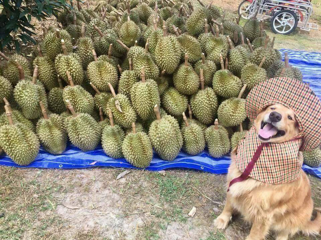 Mua con trái sầu riêng đi cô chú