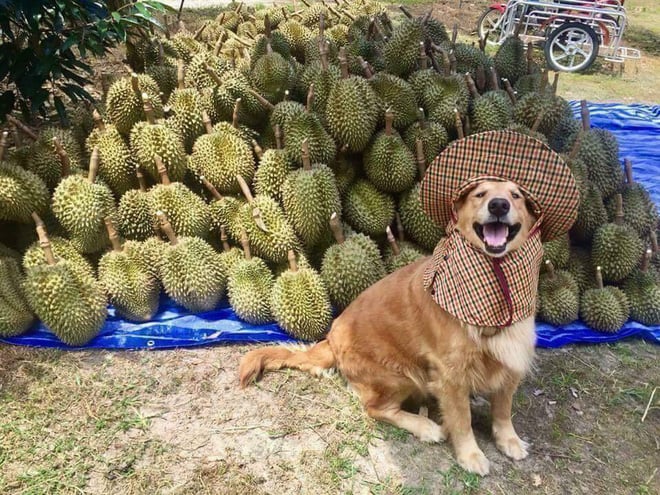 Mua ủng hộ con trái sầu riêng nha