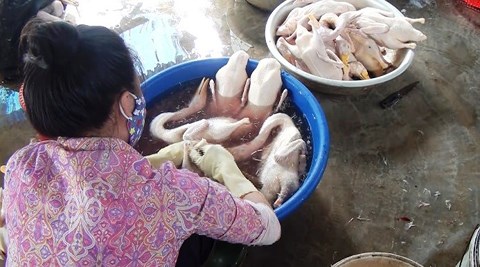 Sau đó sử dụng hàn the ngâm để làm trắng và bảo quản vịt