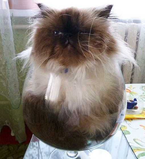 Sao, chưa thấy ly mèo bao giờ à, nhìn gì mà nhìn?