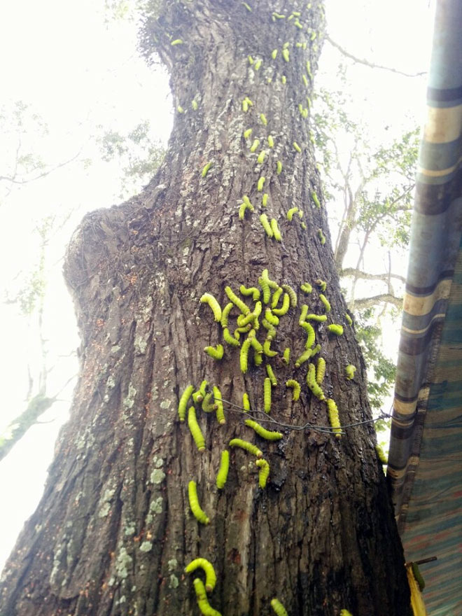 sau binh duong.jpg1