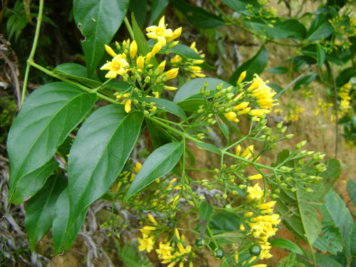an la ngon