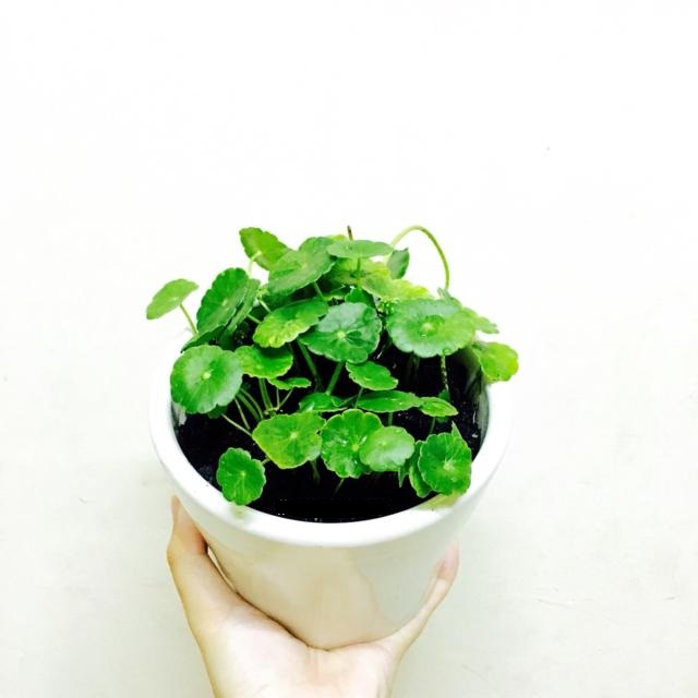 cay phong thuy hop voi tu