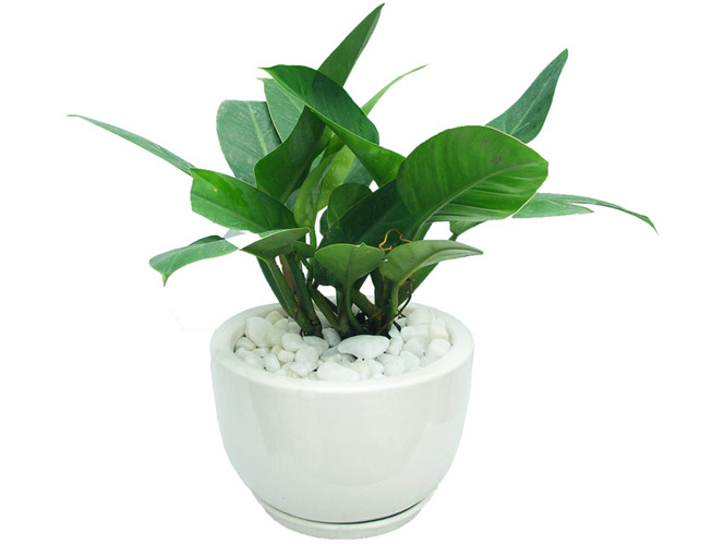 cay de vuong xanh