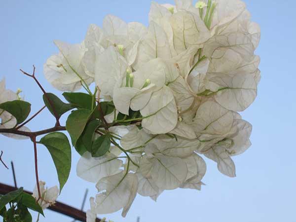 hoa giay