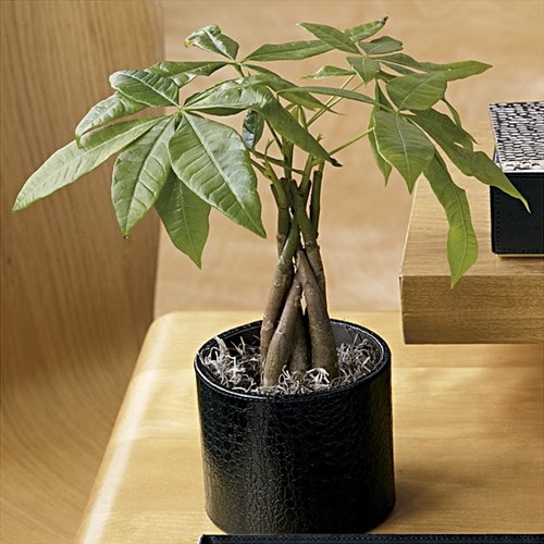Kim ngân chính làm một loài cây phù hợp với nhiều hoàn cảnh sống, nó mang lại tiền tài địa vị cho gia chủ 