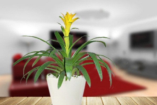Cây phong mộc lan này đặc biệt phù hợp với những gia chủ tuổi Sửu 