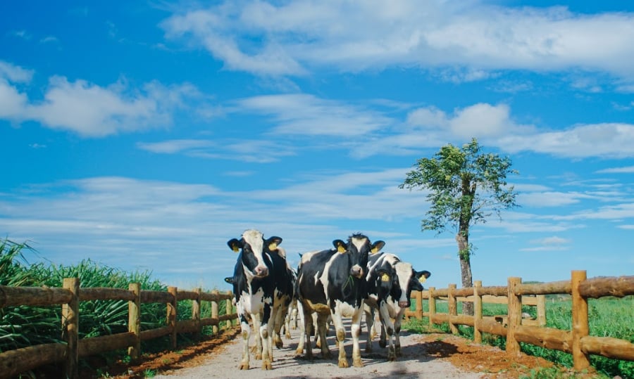 Hình ảnh trang trại của Vinamilk