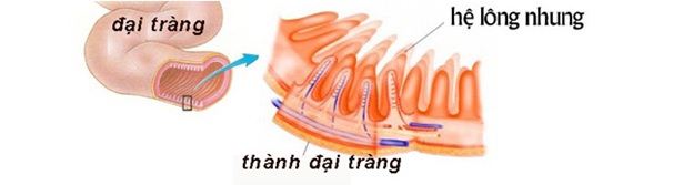 Lợi khuẩn Bifido cư trú trên hệ lông nhung tiết dịch nhầy bảo vệ đại tràng