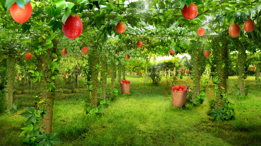 Hàm lượng chất chống oxy hoá Lycopen trong màng quả gấc cao gấp 70 lần so với trong cà chua và Beta-caroten cao gấp 10 lần so với trong cà rốt
