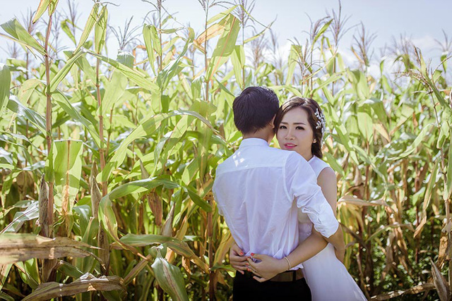 canh-dong-ngo3-1503243034040