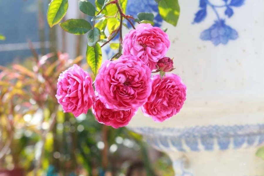 Làm duyên trong nắng sớm.    