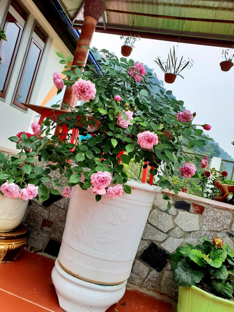 Tùng góc nhỏ được chị Mai bố trí khéo léo để trồng hoa hồng.  