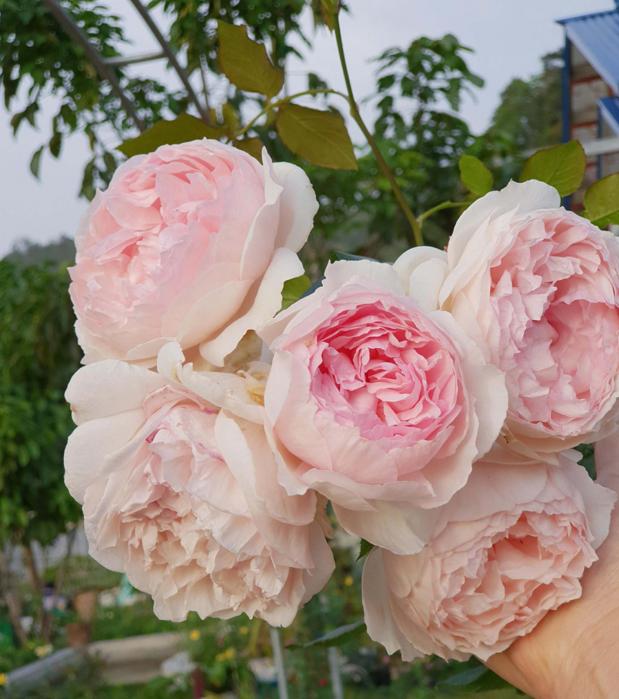 Những chùm hồng rực rỡ như trời Tây.    